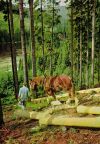 Waldarbeiter der staatlichen Forstbetriebe im Thüringer Wald - 1968