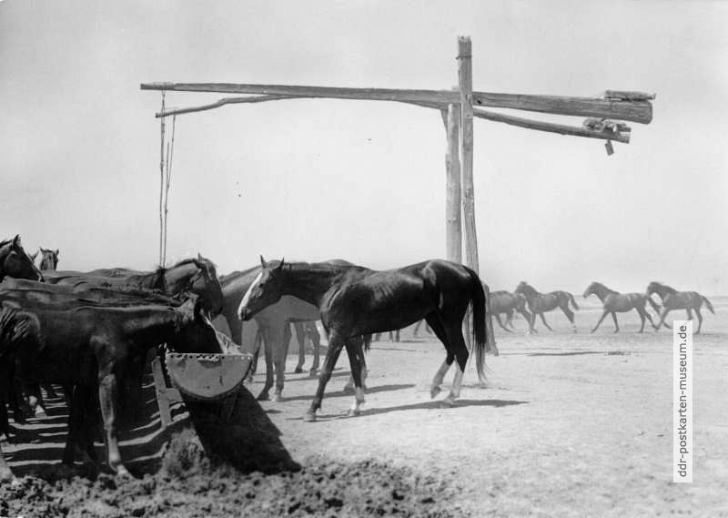 Pferdetränke in der Hortobagy-Pußta - 1976