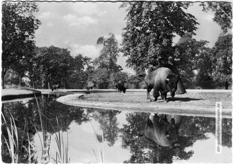 Tierpark Berlin, Blick zur Bison-Prärie - 1958