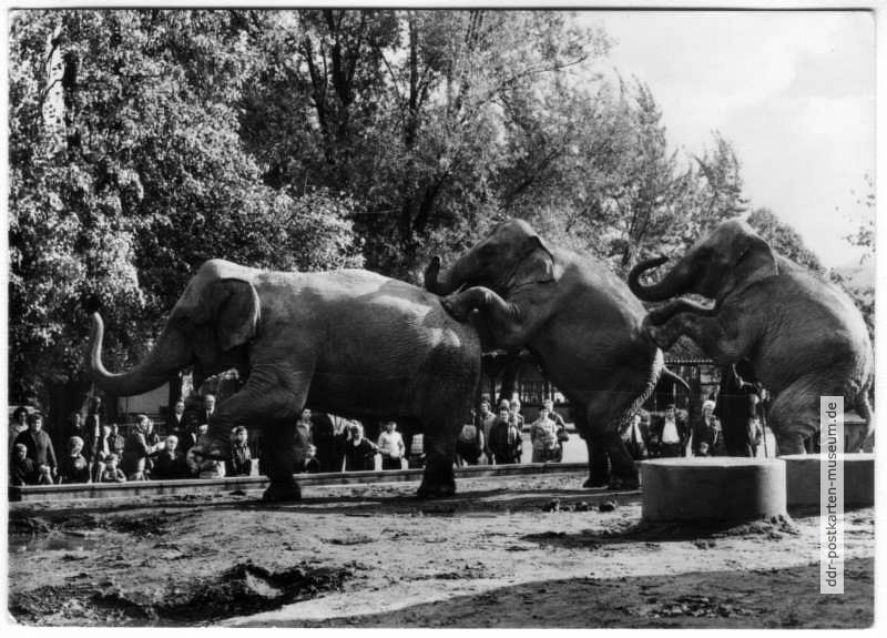 Zoologischer Garten Dresden - Elefantendressur - 1974