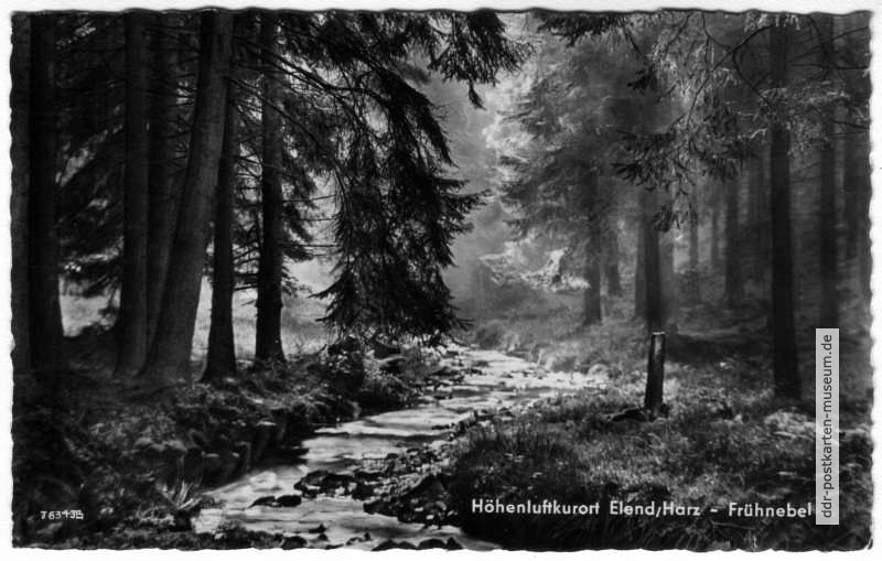 Frühnebel im Harzwald an der Bode - 1959