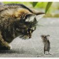 Katze und Maus im Zwiegespräch - "Freunde ?" - 2010