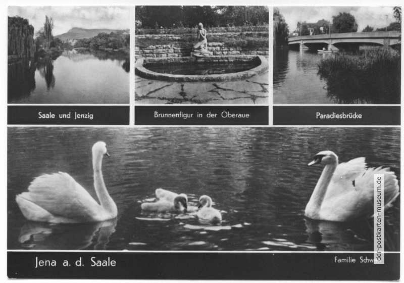 Saale, Brunnen Oberaue, Paradiesbrücke, Familie Schwan - 1971