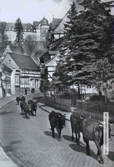 Viehaustrieb 1965 in Stolberg (Harz), heute nicht mehr möglich...