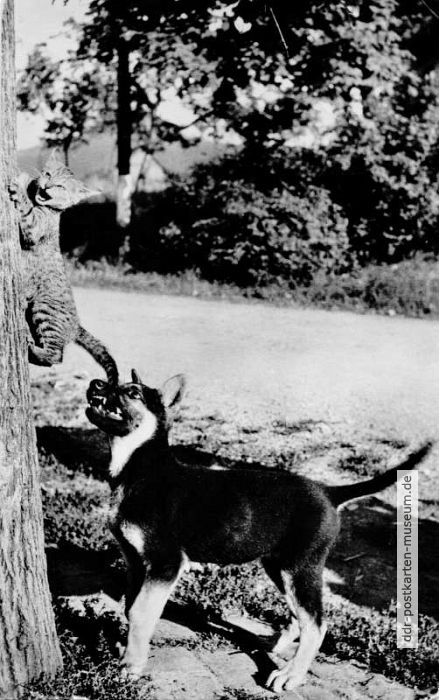 Schäferhund hat Mietzekatze zum Fressen gern - 1960
