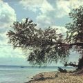 Schiefster Baum des gesamten sozialistischen Lagers auf der Insel Usedom - 1971
