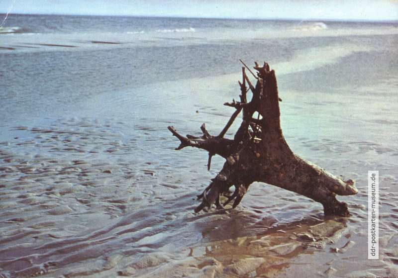 Strandgut vor der Insel Usedom - 1978