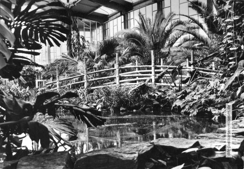 Palmengewächse in der Tropenhalle des Tierpark Berlin - 1971