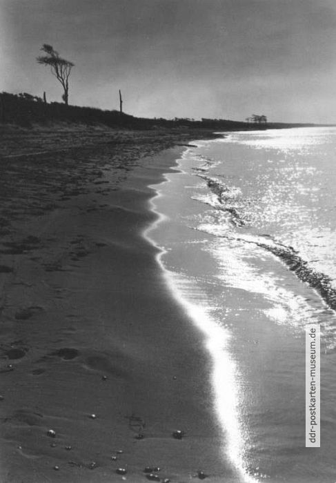 Wetterbaum am Strand - 1958
