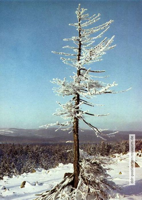 Vereiste Kiefer an der Baumgrenze - 1987