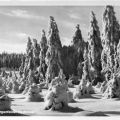 Winter am Georgenfelder Hochmoor - 1955