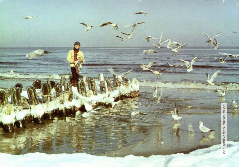 Möwenfütterung am winterlichen Strand von Bansin - 1987