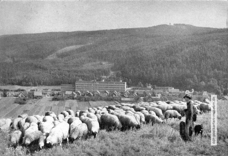 Schafzucht im Thüringer Land - 1971