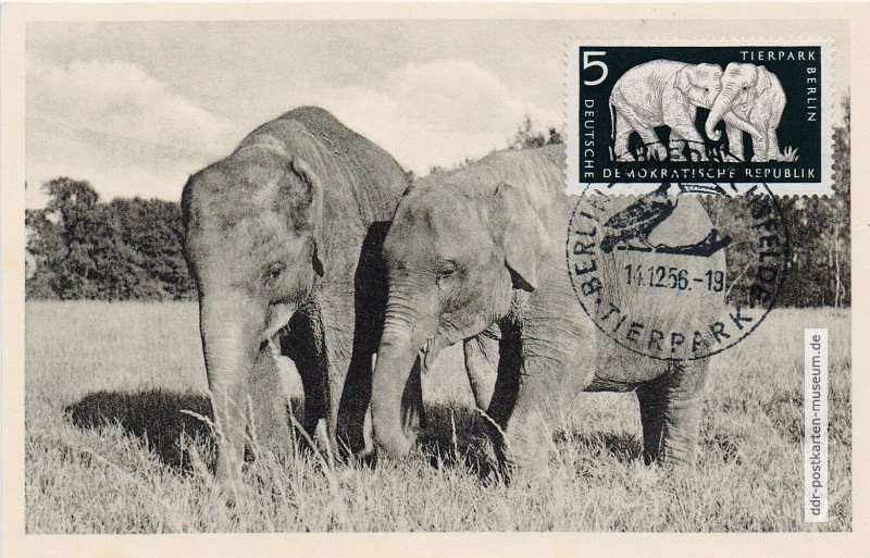 Maximumkarte mit Indischen Elefanten im neuen Tierpark Berlin - 1956