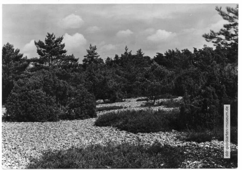 Feuersteinfelder in der Schmalen Heide - 1975