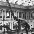 Skelett des Riesensaurier (Brachiosaurus brancai) - 1980
