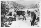 Zoologische Abteilung, Rehe im Winter - 1968
