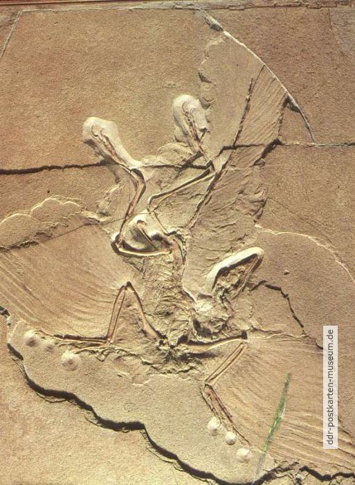 Versteinerter Urvogel "Archaeopteryx lithografica" -1987