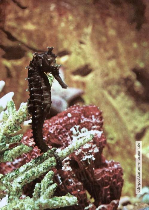 Seepferdchen (Hippocampus cuda) - 1978
