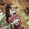Seepferdchen (Hippocampus cuda) - 1978