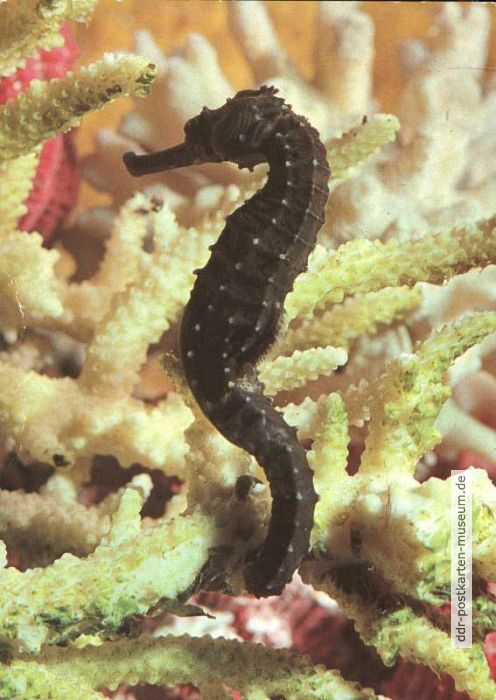 Seepferdchen (Hippocampus cuda) - 1980