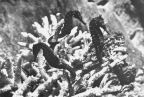 Seepferdchen (Hippocampus brevirostri) - 1976