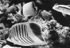 Korallenfische aus dem Roten Meer - 1978