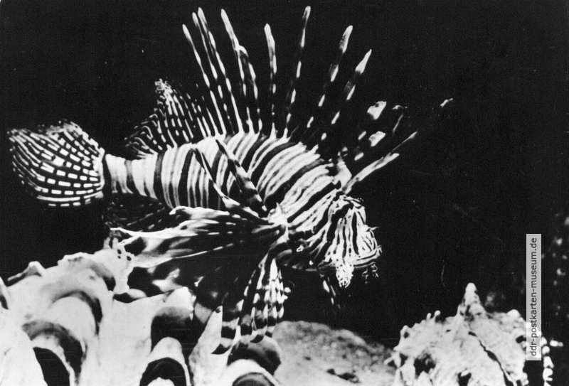Rotfeuerfisch (Pterois volitans) - 1976