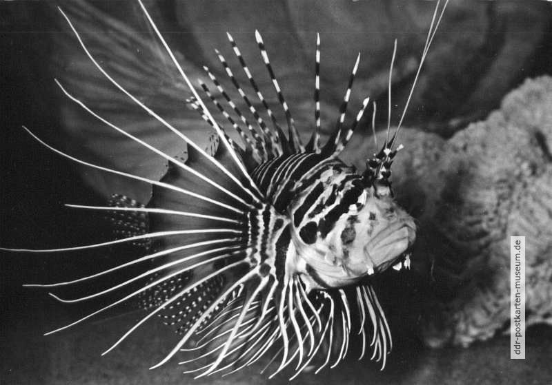 Strahlenfeuerfisch (Pterois radiata) - 1978
