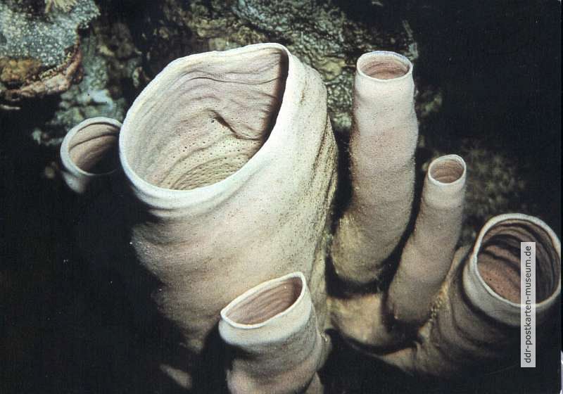 Kolonie becherförmiger Schwämme - 1984