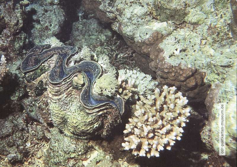Riesenmuschel (Tridacna) im Riffgestein von Korallen umgeben - 1984