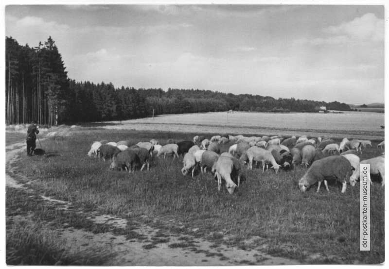Schafherde bei Neudorf im Harz - 1969