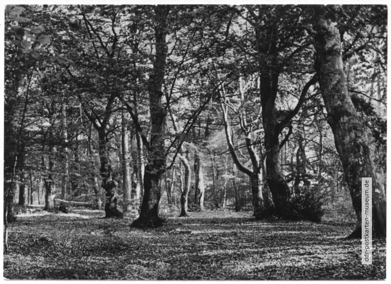 Prerow im Naturschutzgebiet Darß, Buchen im Darßwald - 1958