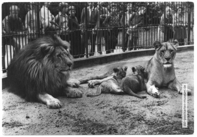 Zoologischer Garten Rostock, Löwenfamilie - 1967