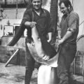 Blauhai als Beifang auf Transport- und Verarbeitungsschiff "Junge Welt" - 1978