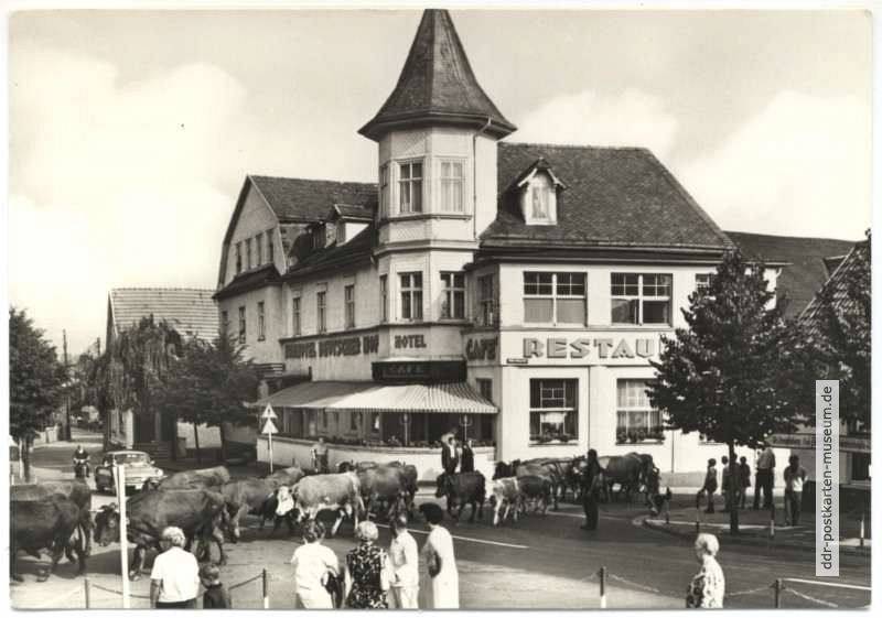 Kurhotel "Deutscher Hof", Viehauftrieb - 1971