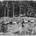 Kuhherde im Thüringer Wald bei Tabarz - 1962