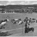Rinderaustrieb bei Tabarz - 1969