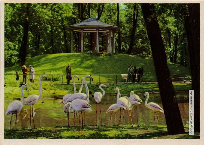 Tierpark Berlin, Flamingos vor dem Lenne-Tempel - 1960