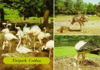 Tierpark Cottbus - Flamingo-Brutkolonie, Nandu und Weißstorch mit Jungen - 1986