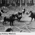 Wildgehege Moritzburg, Wildschweine - 1974