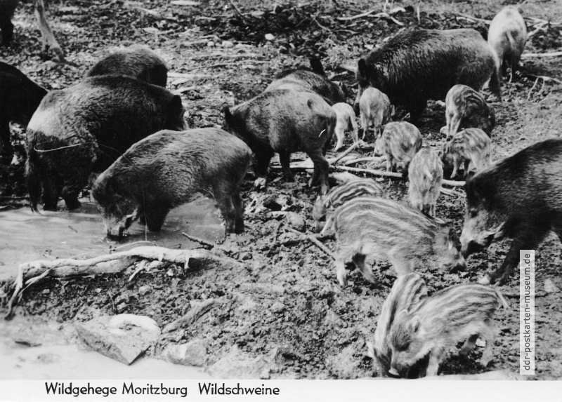 Moritzburg-Wildschweine-3.JPG