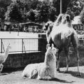 Zoologischer Garten Dresden, Kamel und Lama im Freigehege - 1959