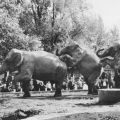 Zoologischer Garten Dresden, Elefantendressur - 1974