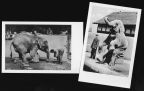 Zoologischer Garten Halle, die gelehrige Elefantin "Frieda" - 1954 / 1955 - 1954