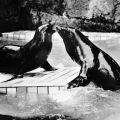 Zoologischer Garten Halle, Kalifornische Seelöwen - 1972