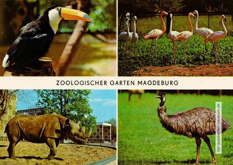 Zoologischer Garten Magdeburg - Tukan, Flamingos, Spitzmaulnashorn, Emu - 1976