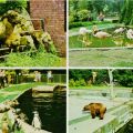 Zoologischer Garten Rostock - Kamele, Flamingos, Pinguine und Robben, Braunbäen - 1974