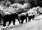 Zoologischer Garten Rostock, Elefantenspaziergang - 1965