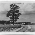 Feldweg von Torgelow nach Kattenberg - 1956